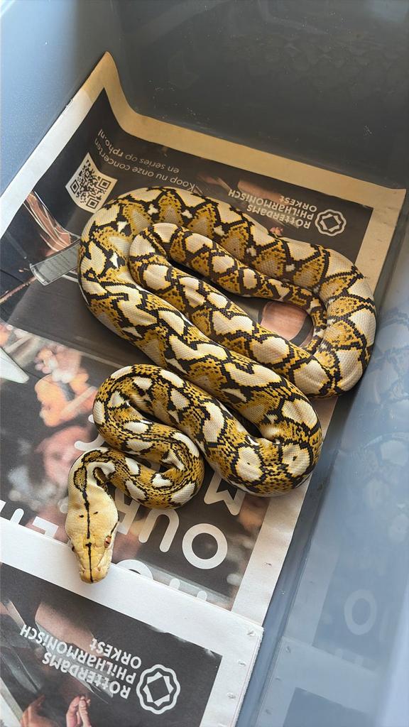 Zuivere Sumatra Mocha Retics, Slang, 0 tot 2 jaar