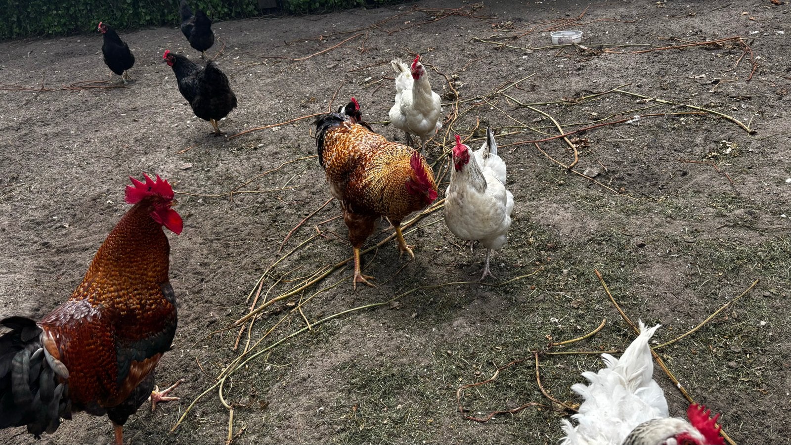 Haan gratis, Dieren en Toebehoren, Pluimvee, Mannelijk, Kip
