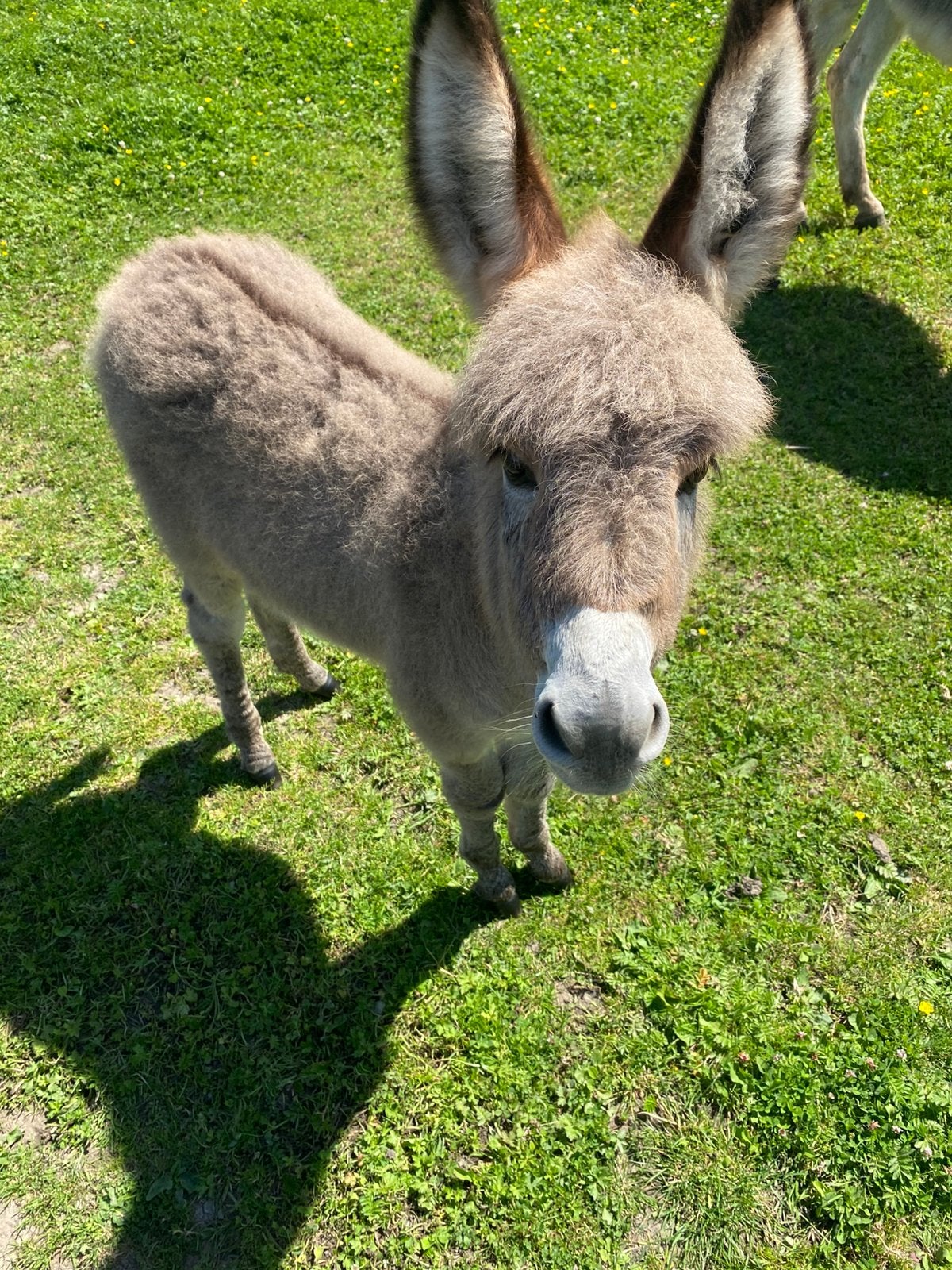 Merrie ezel, Dieren en Toebehoren, Januari, Vrouwelijk