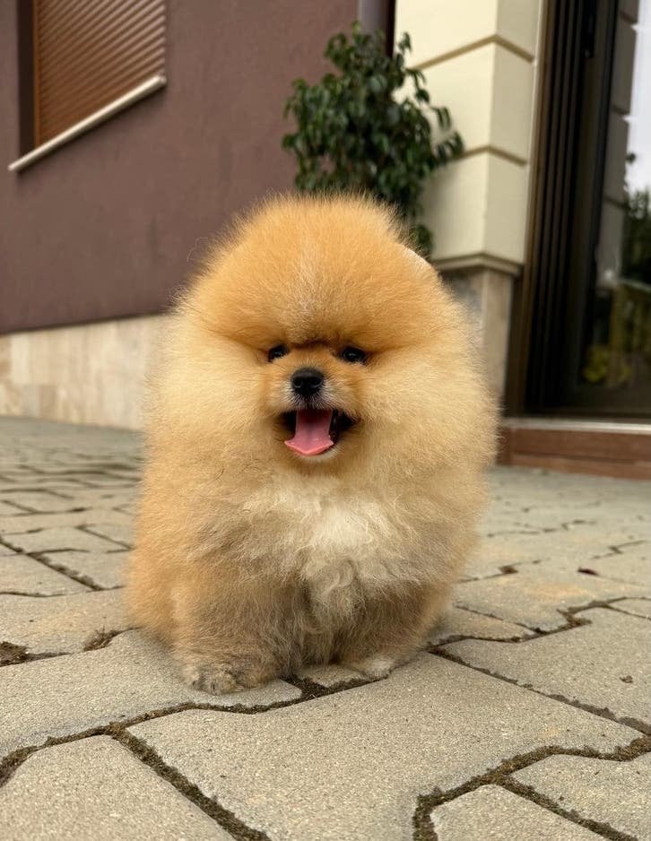 Pomeriaan, 8 tot 15 weken, Buitenland, Parvo, Eén hond
