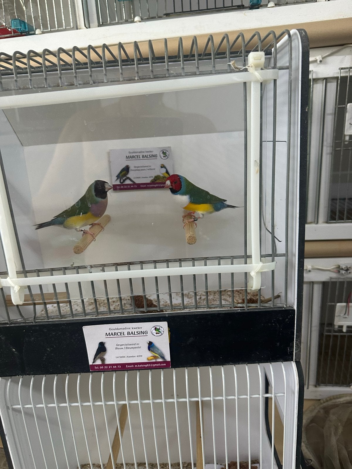 Gouldamadine goulds, Tropenvogel