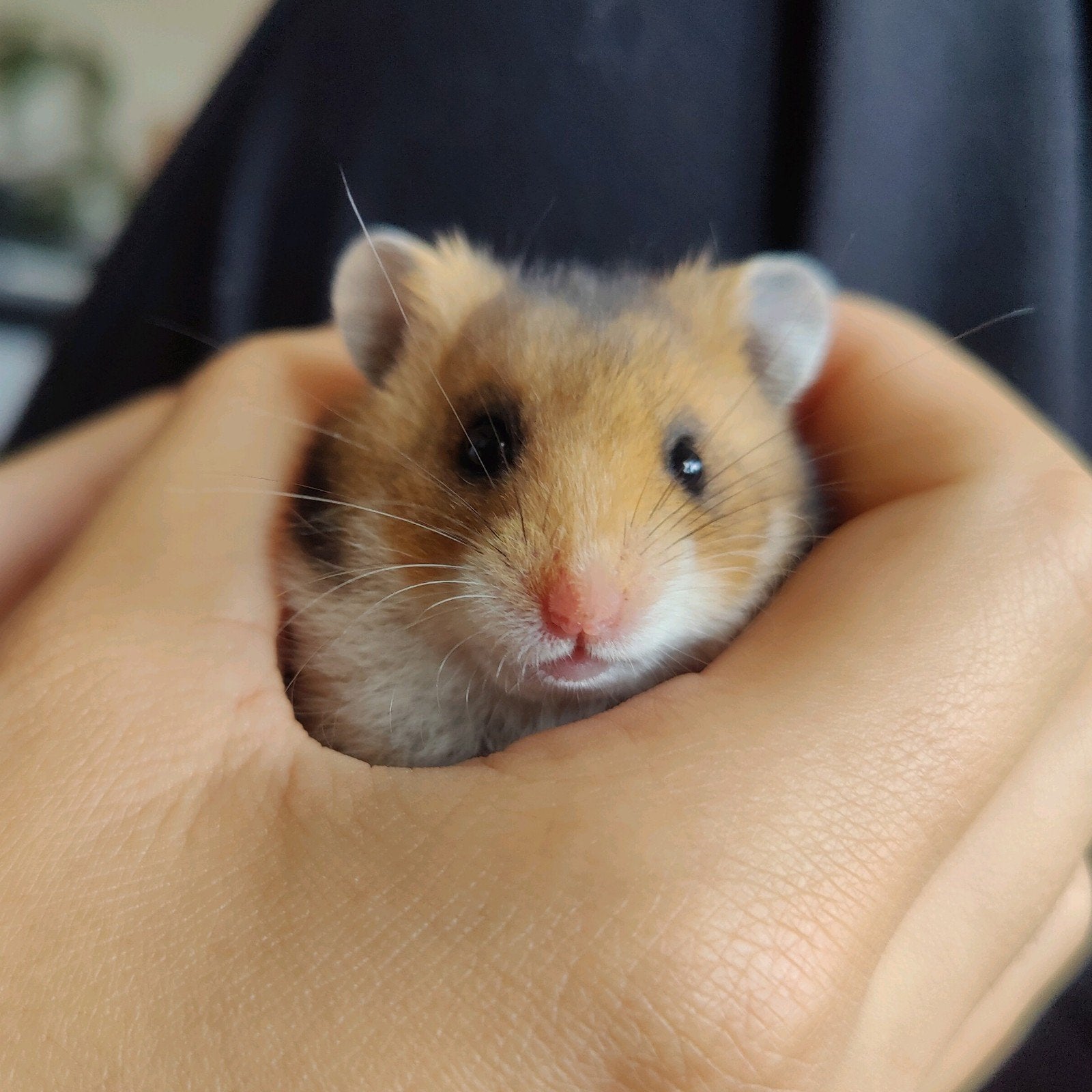 Lieve goud witband Hamster baby, man, Hamster, Augustus, Mannelijk, Tam