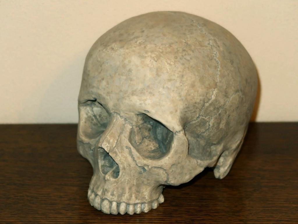 realistische REPLICA Schedel mens, Skull anatomie BUDGET #15, Verzamelen, Overige Verzamelen, Nieuw, Ophalen of Verzenden