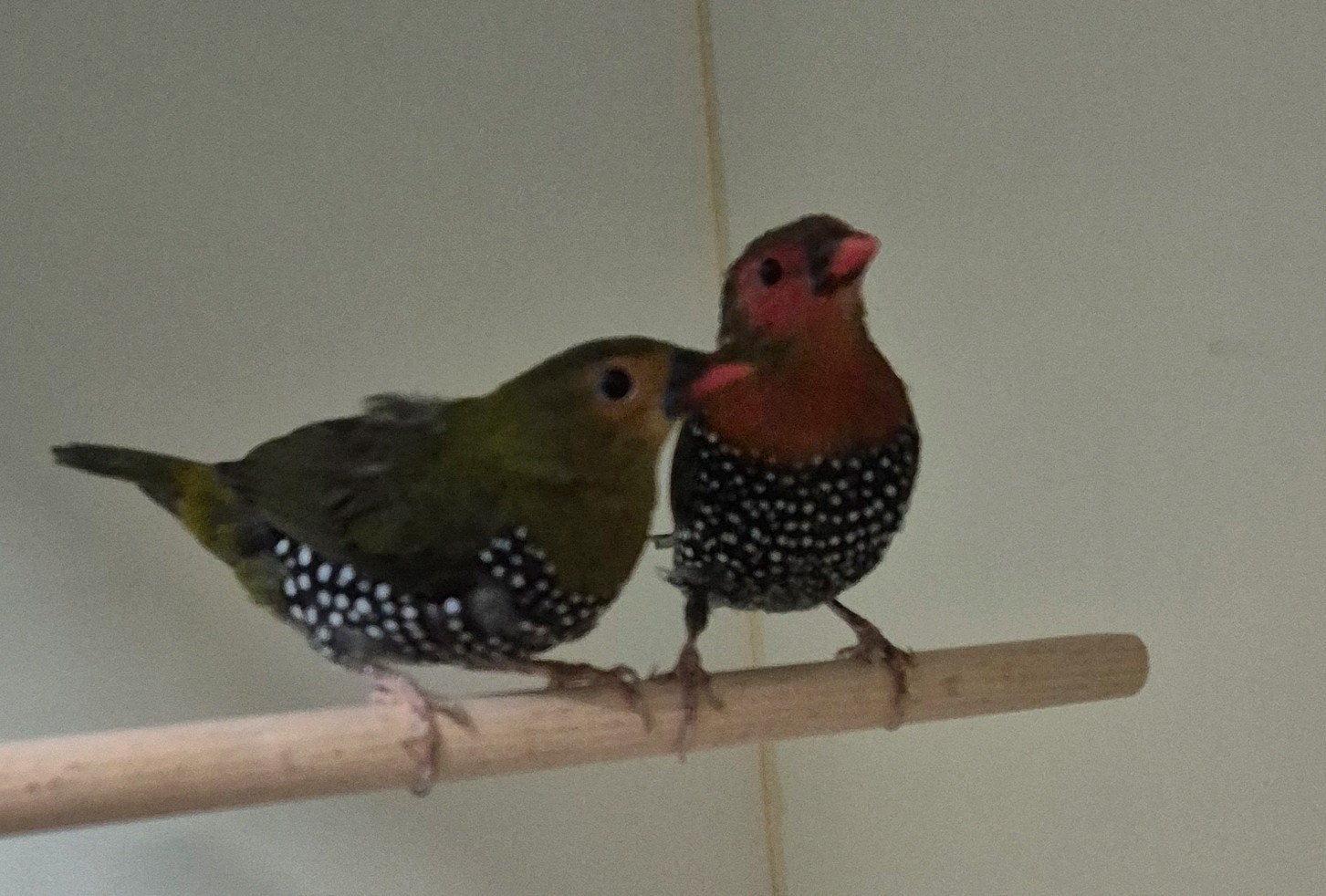 Mooie tropische vogels voor kooi of voliere, nieuwe soorten, Meerdere dieren
