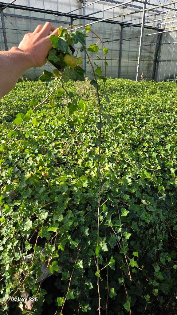 Hedera Hibernica - Klimop - Ranken 1m - 1.20m, Ophalen, Vaste plant, Bloeit niet, Halfschaduw