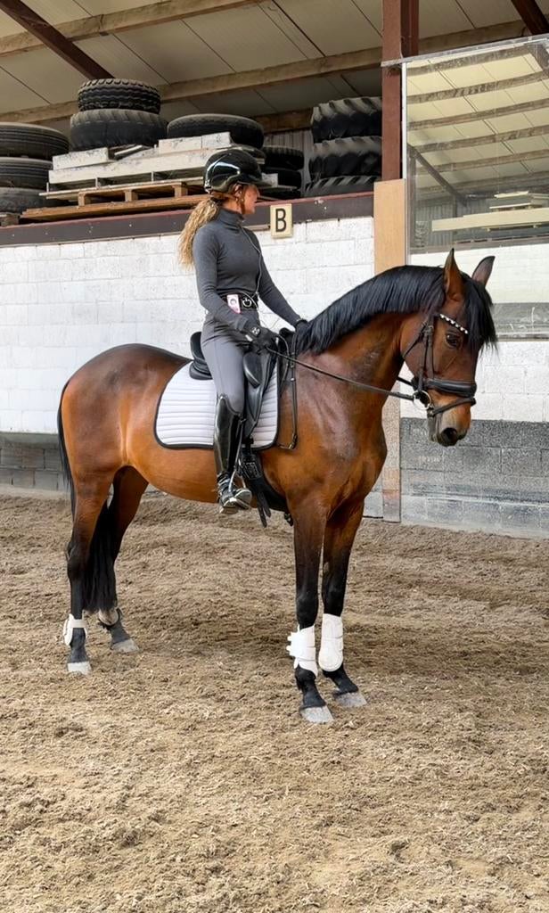 Betrouwbare PRE merrie met kwaliteit en topkarakter, Merrie, Dressuurpaard, L, 160 tot 165 cm