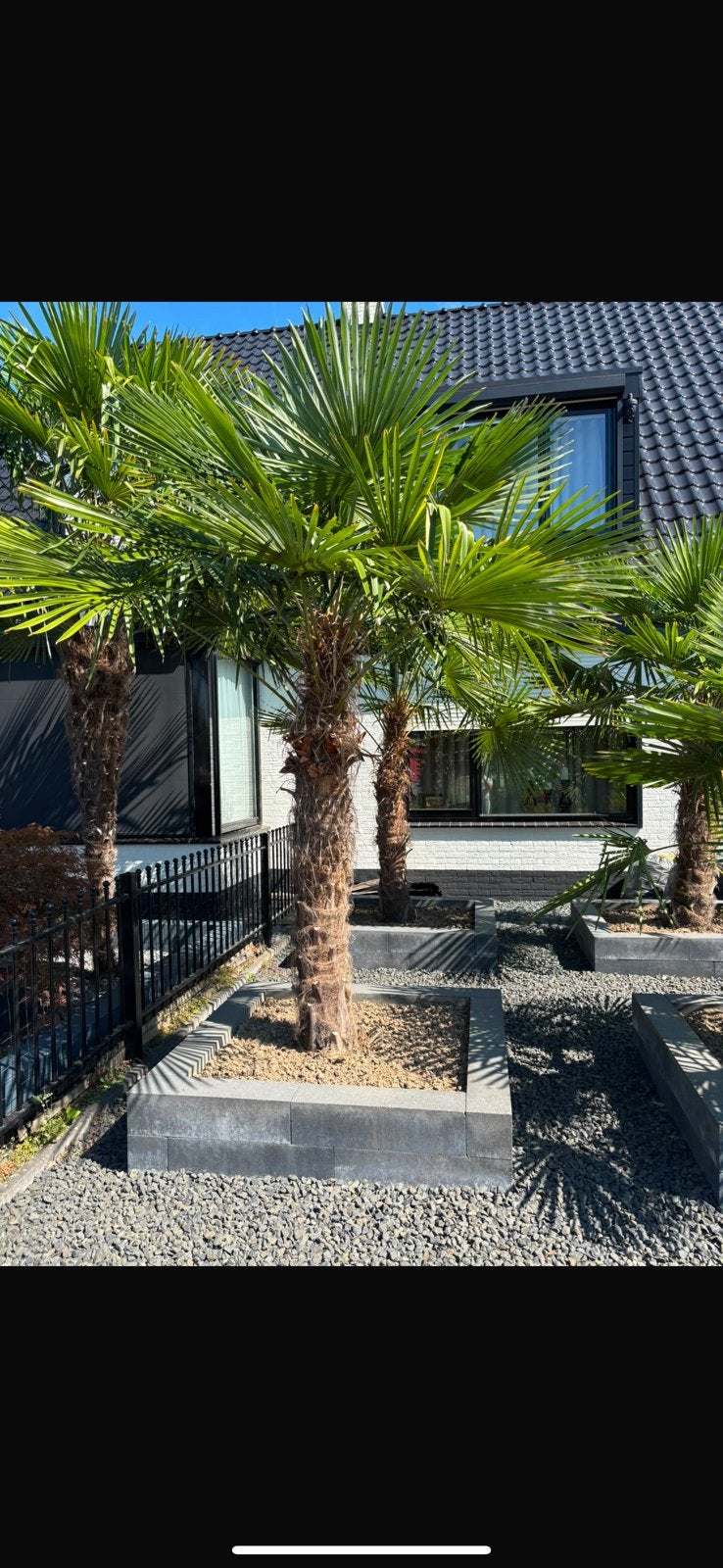 Palmbomen 4 stuks, 100 tot 250 cm, Zomer, Palmboom, Ophalen