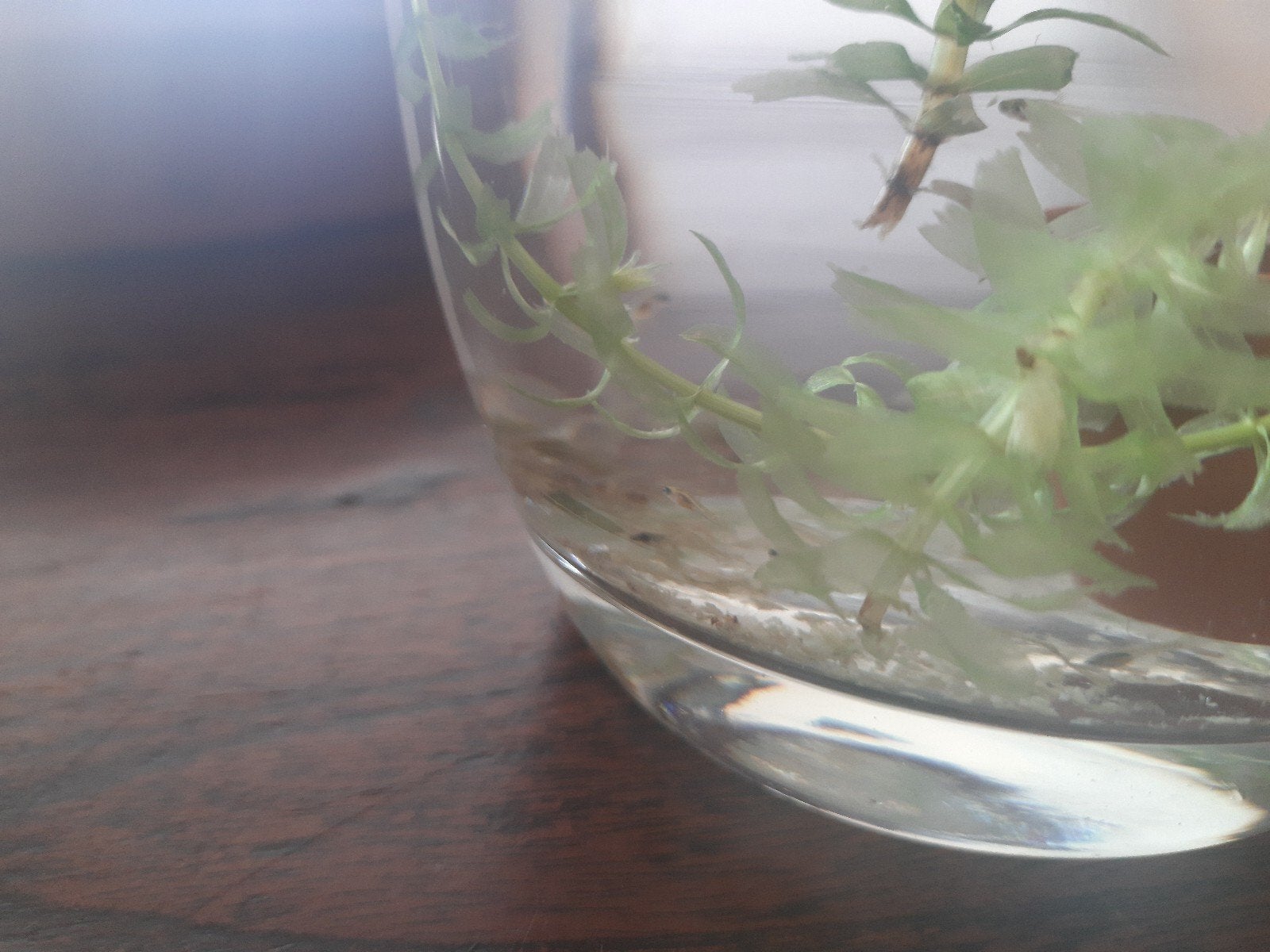 Guppies, Dieren en Toebehoren, Vissen | Aquariumvissen, Vis