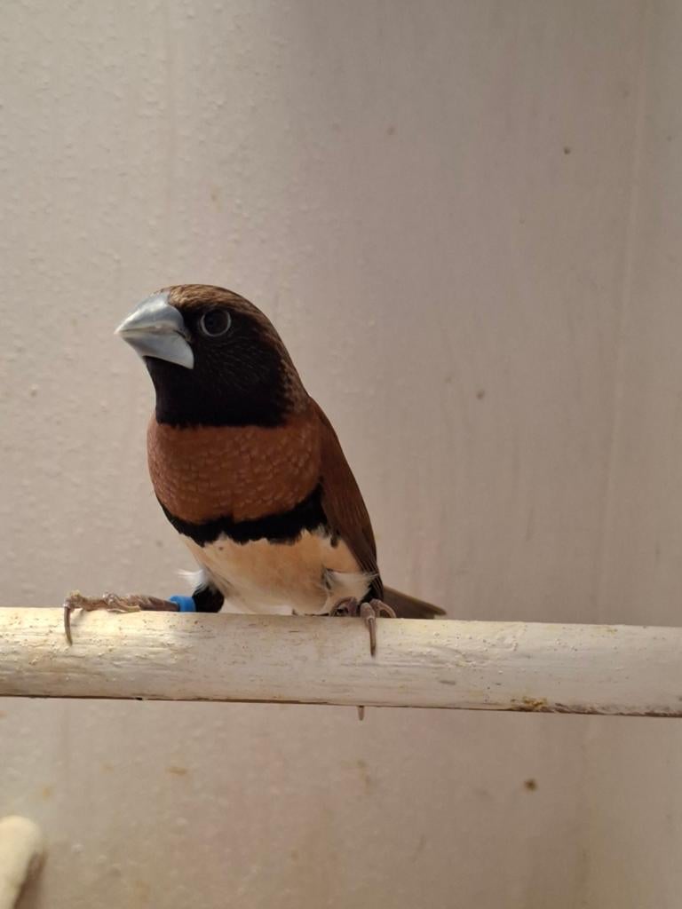 Te koop div tropen, Meerdere dieren, Tropenvogel, Geringd
