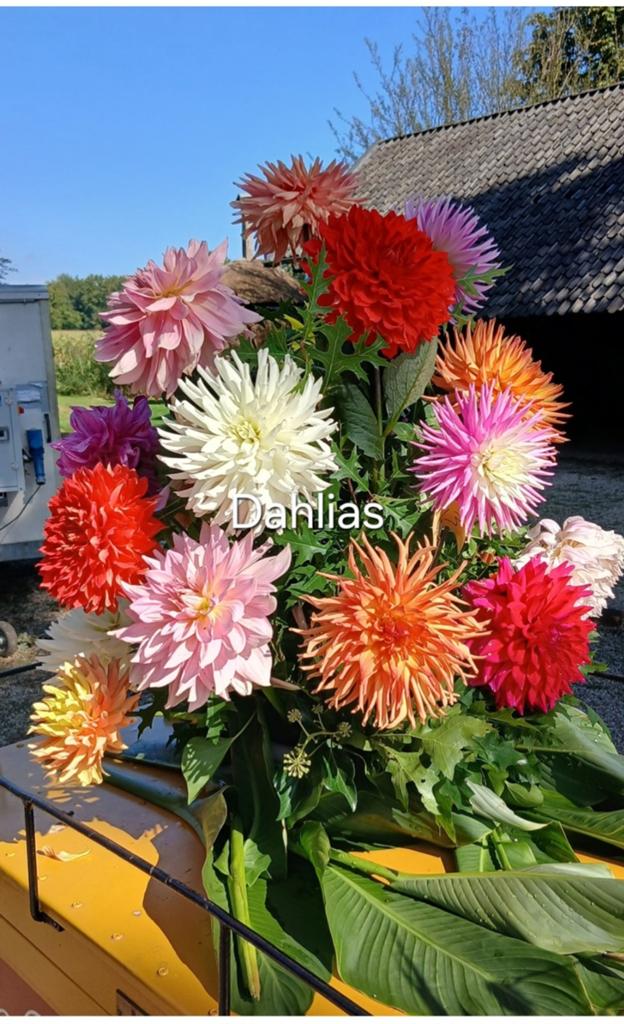 Dahlia's, Tuin en Terras, Bloembollen en Zaden, Ophalen, Volle zon, Knol