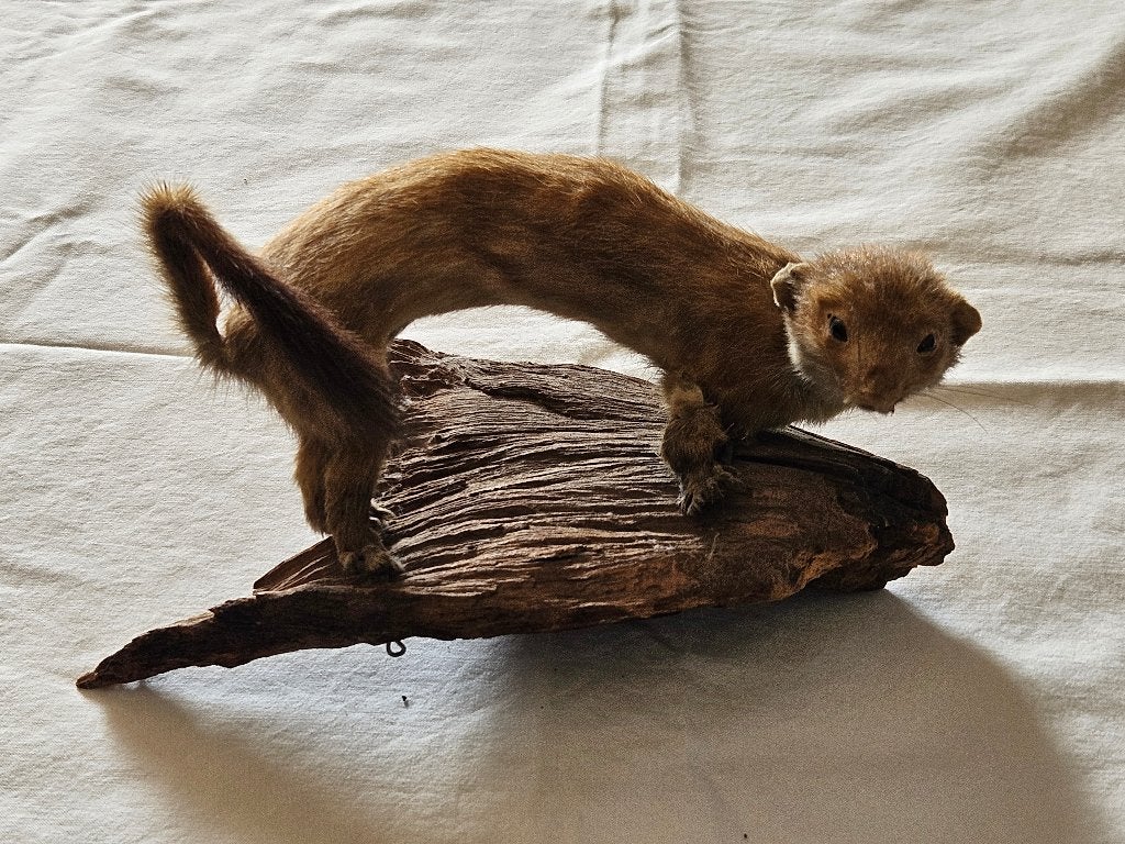 Opgezette wezel op hout, Ophalen of Verzenden, Gebruikt, Wild dier, Opgezet dier
