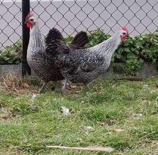 GOUDPATRIJS, ZILVERPATRIJS LEGHORN, Dieren en Toebehoren, Pluimvee, Vrouwelijk, Kip