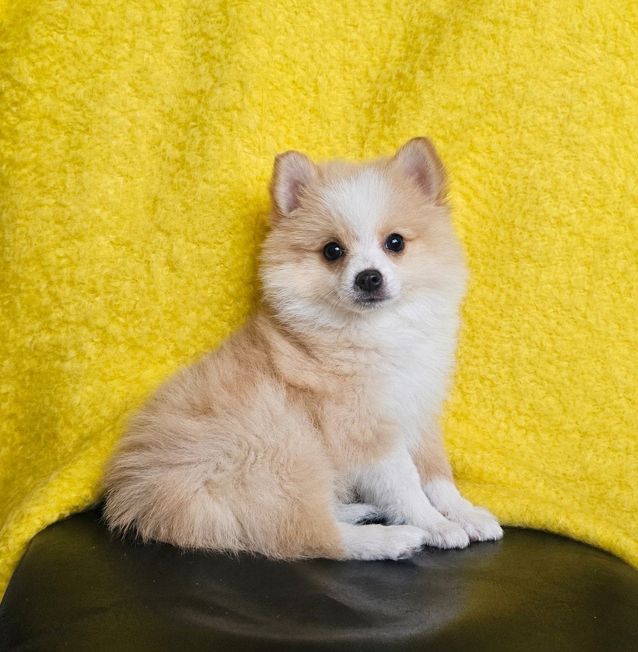 Poshi Pups (Pomeriaan x Shetland Sheepdog), Parvo, Overige rassen, 8 tot 15 weken, Meerdere