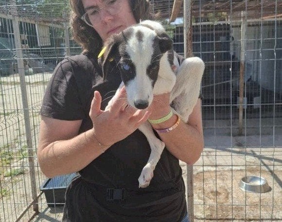 lieve, blinde fleur ter adoptie!, Particulier, 8 tot 15 weken, Buitenland, Teef