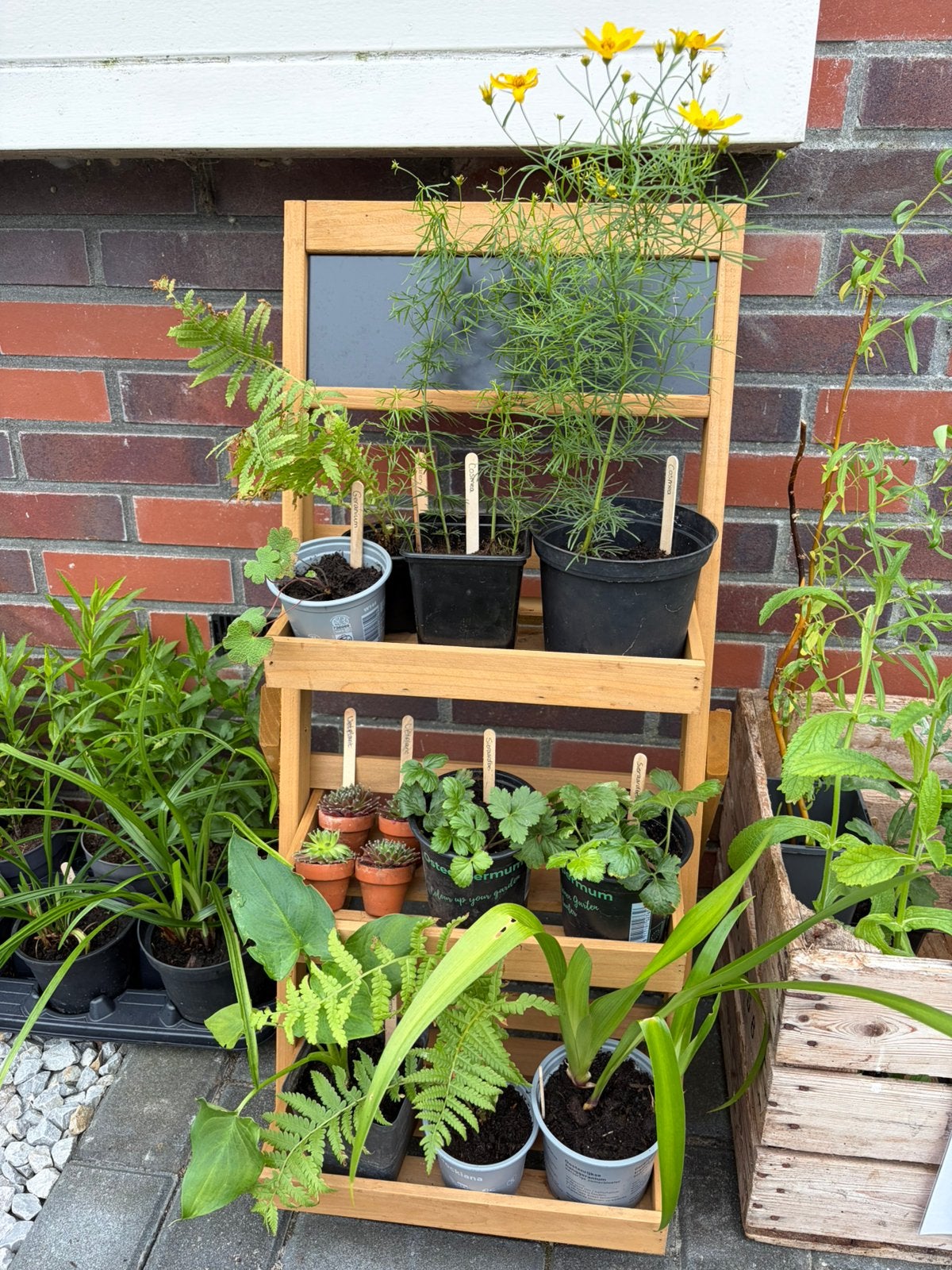 Stekjesbibliotheek/plantenbieb met tuin- en kamerplanten, Tuin en Terras, Ophalen, Vaste plant, Bodembedekkers, Halfschaduw