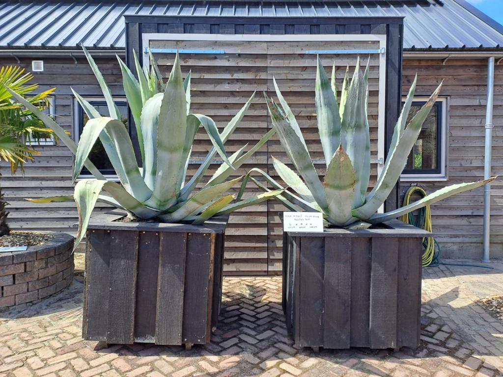 Grote Agave planten in houten bakken (150 cm hoog), Volle zon, Vaste plant, Bloeit niet, Ophalen