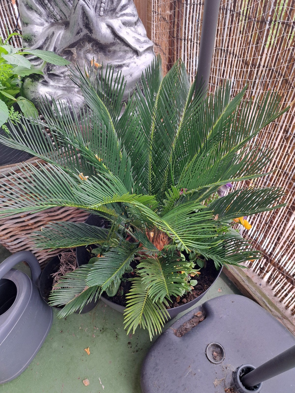 Prachtige palm voor binnen of buiten, Tuin en Terras, Planten | Tuinplanten, Volle zon, Vaste plant, Bloeit niet, Ophalen