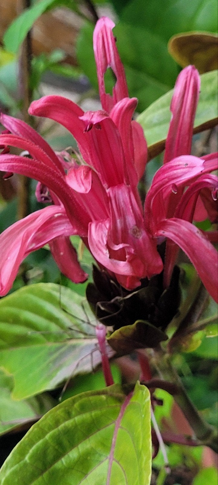 Jacobinia (Justicia carnea), Ophalen, Overige soorten, Halfschaduw