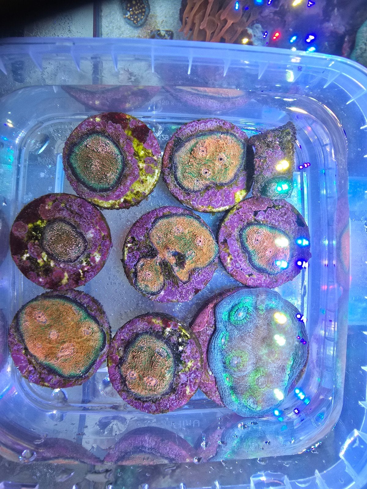 Rainbow chalice (Echinophyllia sp), Dieren en Toebehoren, Overige typen