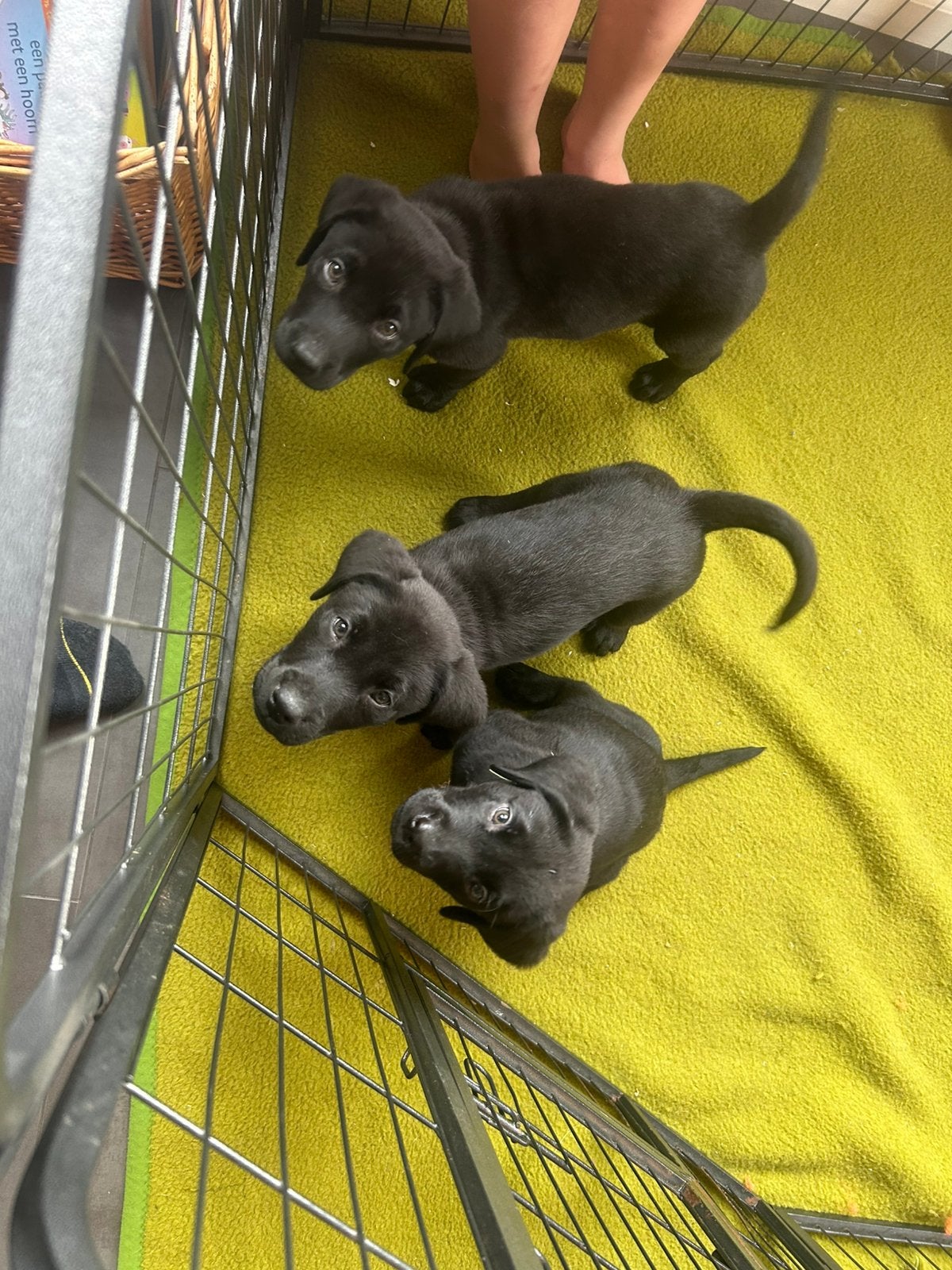 Labrador pups mogen nu het nest verlaten, Dieren en Toebehoren, 8 tot 15 weken, Labrador retriever, Parvo, Meerdere