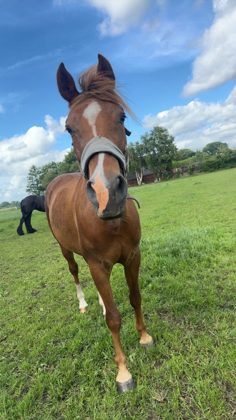 Talentvolle 5 jarige E-pony, B, 3 tot 6 jaar, Recreatiepony, Merrie