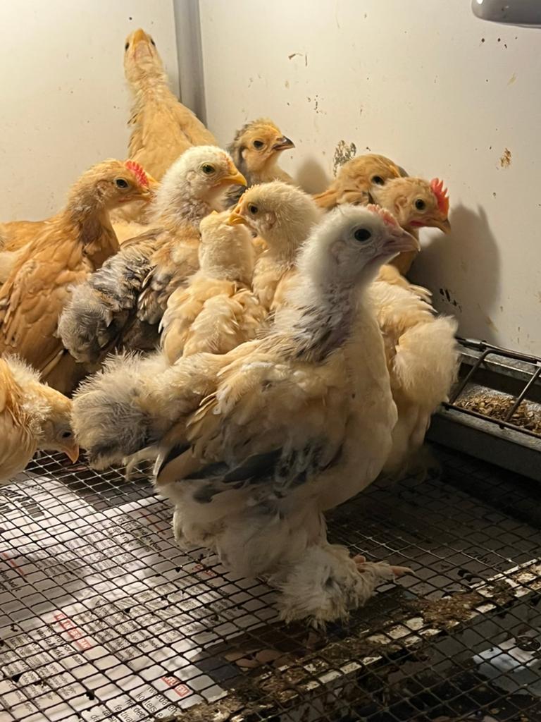 Gratis haantjes krieltjes, Dieren en Toebehoren, Pluimvee, Mannelijk, Kip