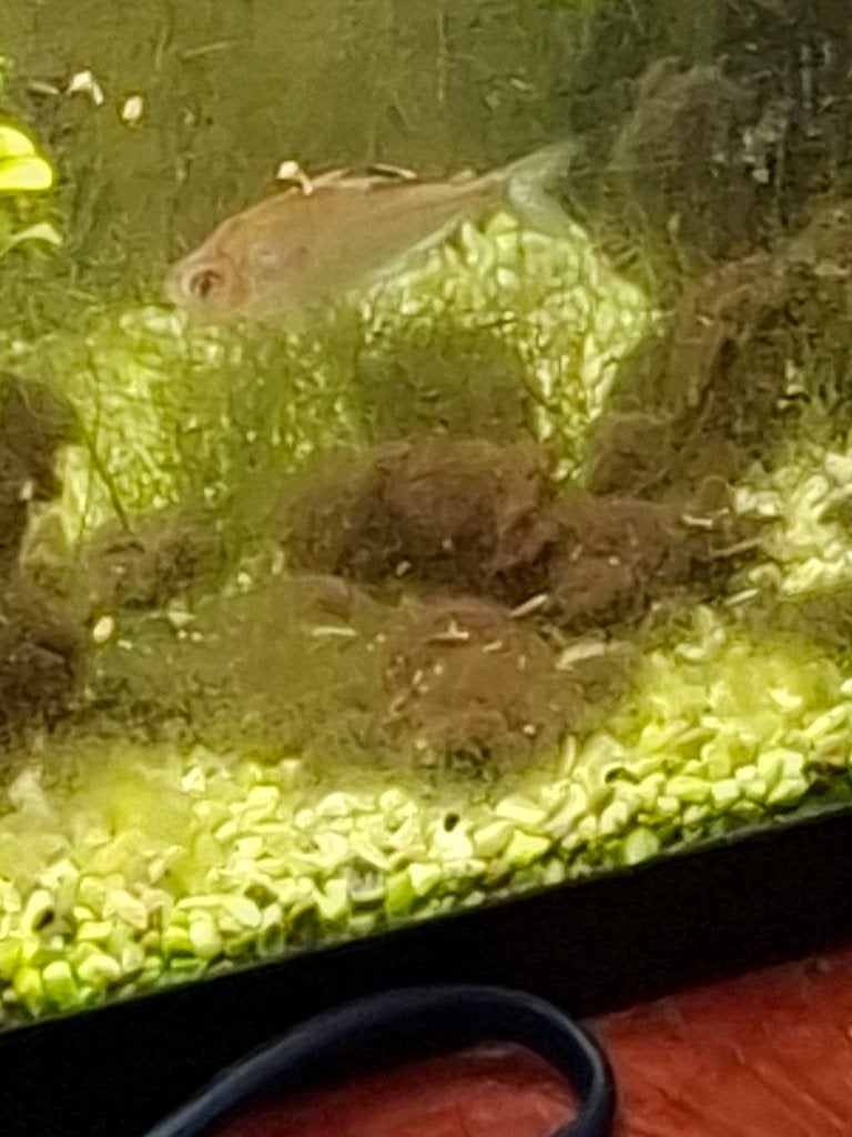 Vis, Vis, Zoetwatervis