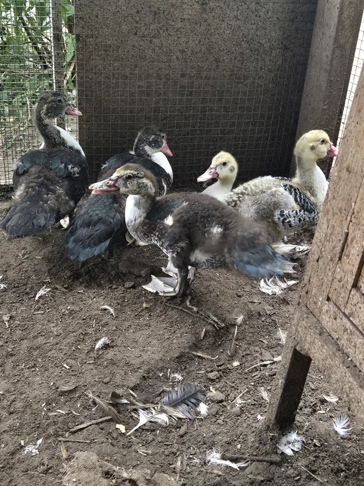 Jonge muskuseenden, Dieren en Toebehoren, Geslacht onbekend, Kip
