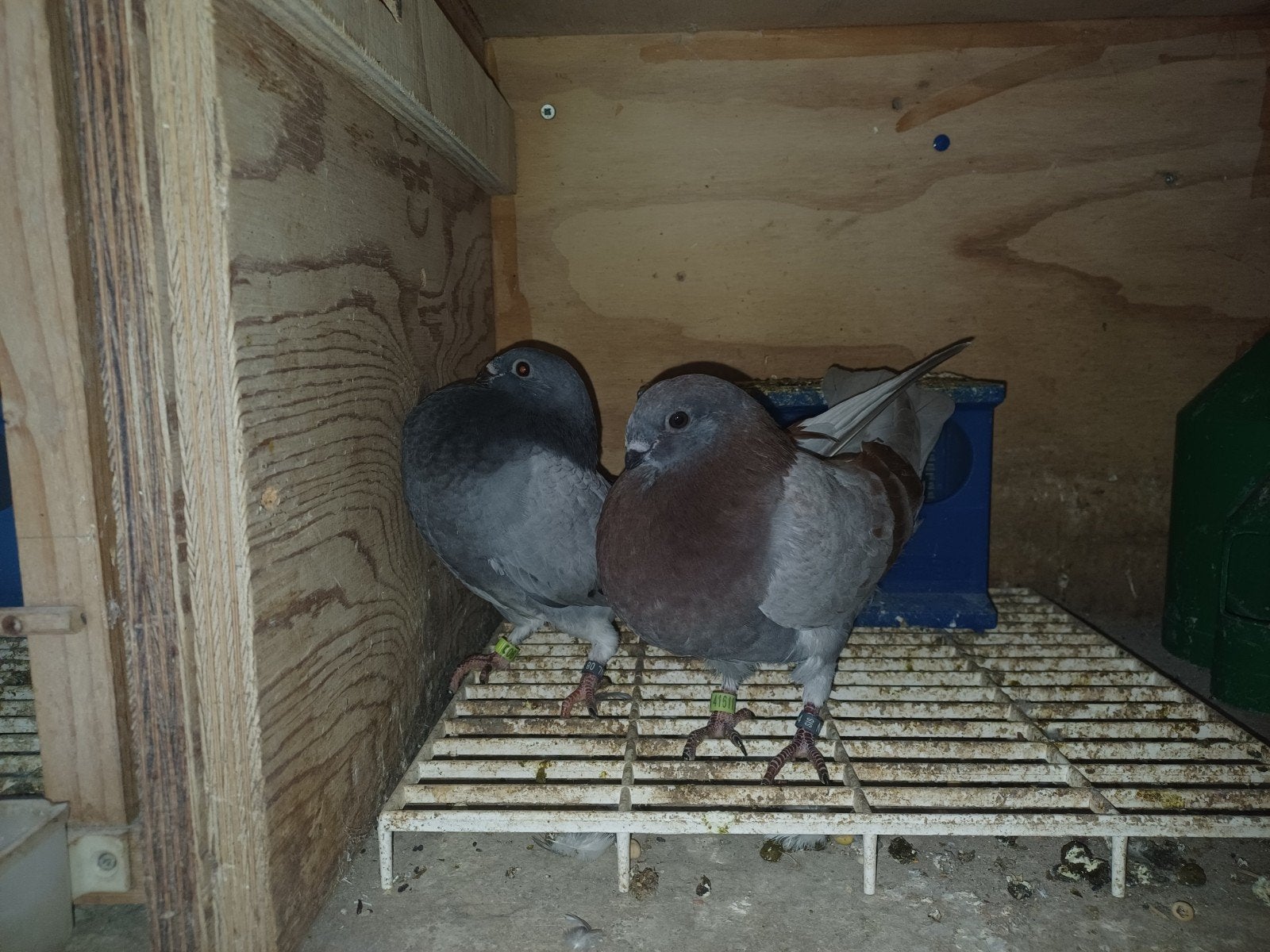 2 jonge Canaria,s, Dieren en Toebehoren, Geslacht onbekend, Overige soorten