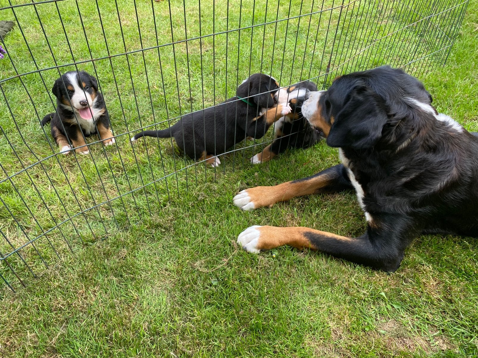 Grote zwitserse sennen pups, Dieren en Toebehoren, Meerdere, Meerdere dieren, Nederland, Fokker | Hobbymatig