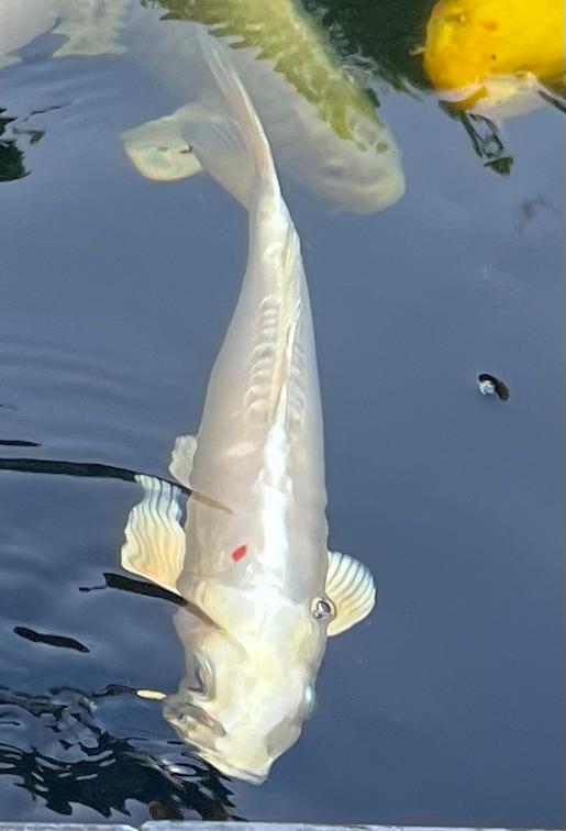 Koi Doitsu Ogon, Karper of Koi