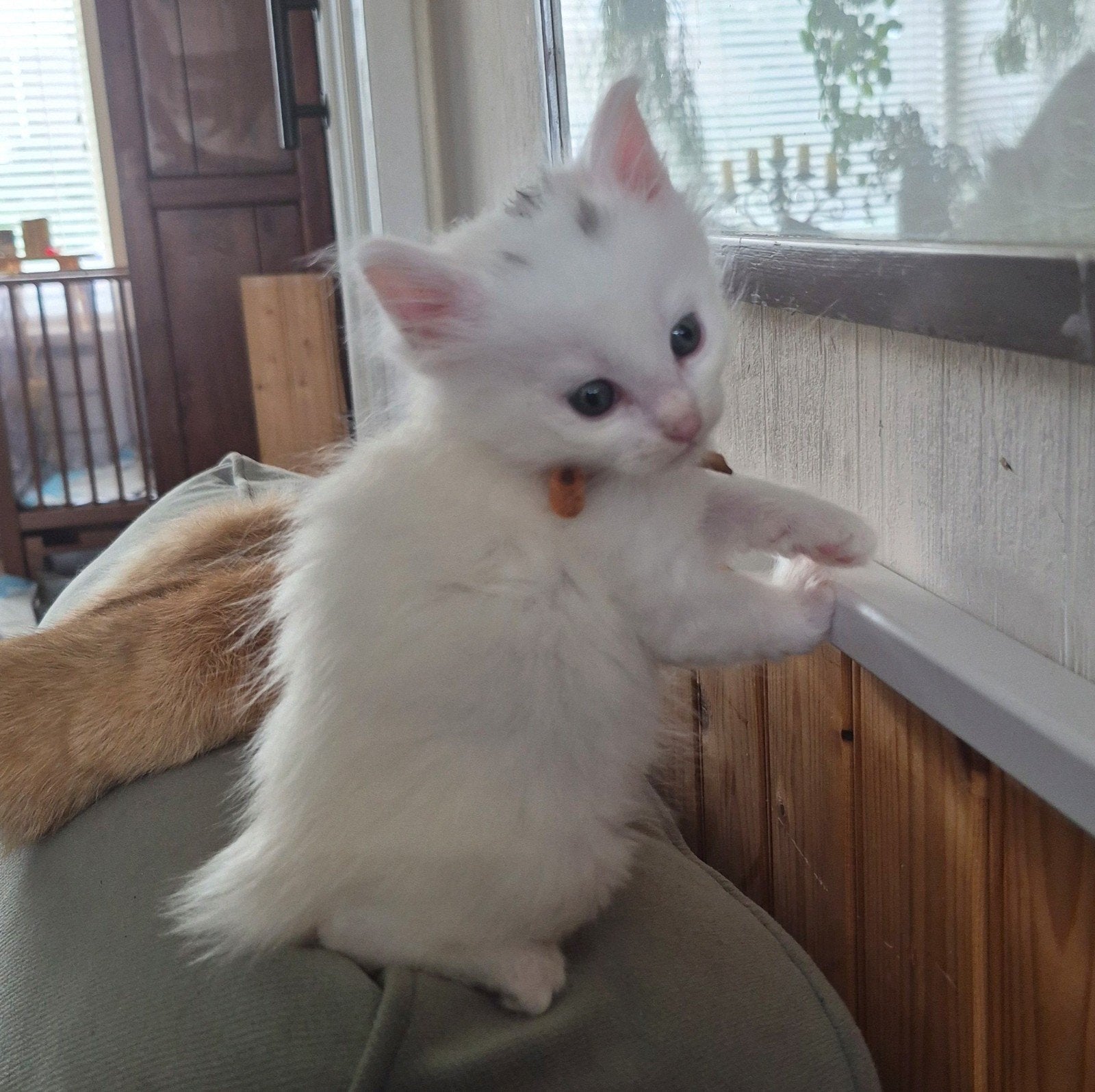 maine coon kittens, Meerdere dieren, Gechipt