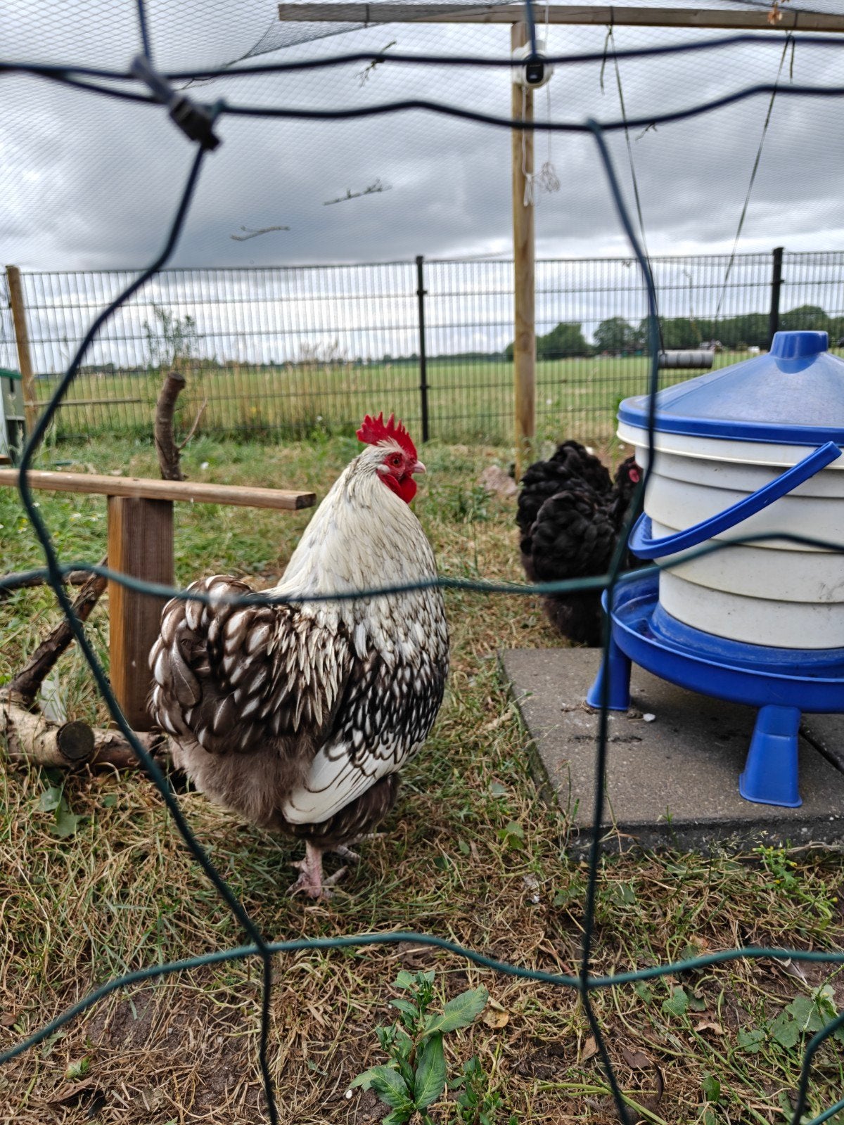 Orpington kriel, Dieren en Toebehoren, Pluimvee, Meerdere dieren, Kip
