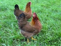 Welsumer kippen., Dieren en Toebehoren, Pluimvee, Vrouwelijk, Kip