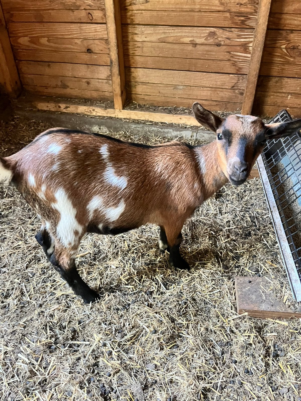 Twee mooie dwerg gieten bella en bo, Dieren en Toebehoren, Vrouwelijk, Geit