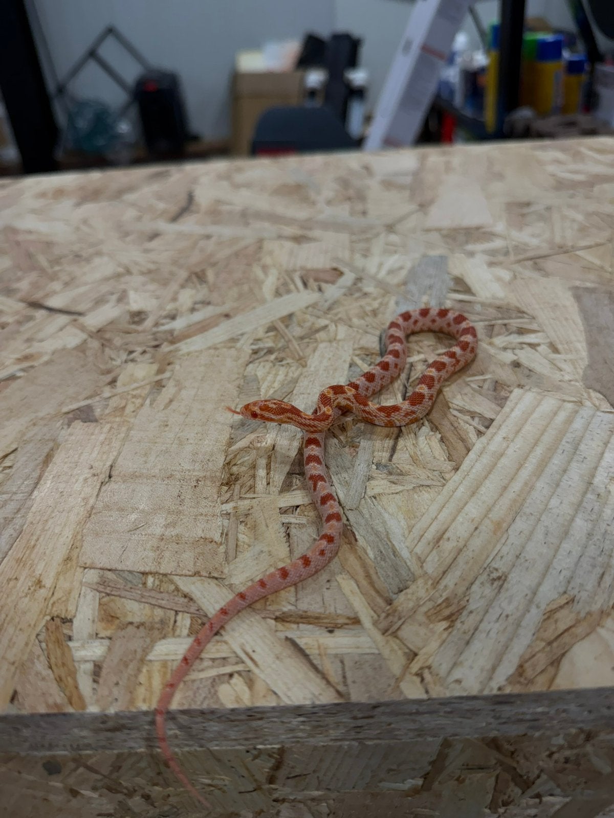 Diverse baby Rattenslangen Rat Snake photo 3