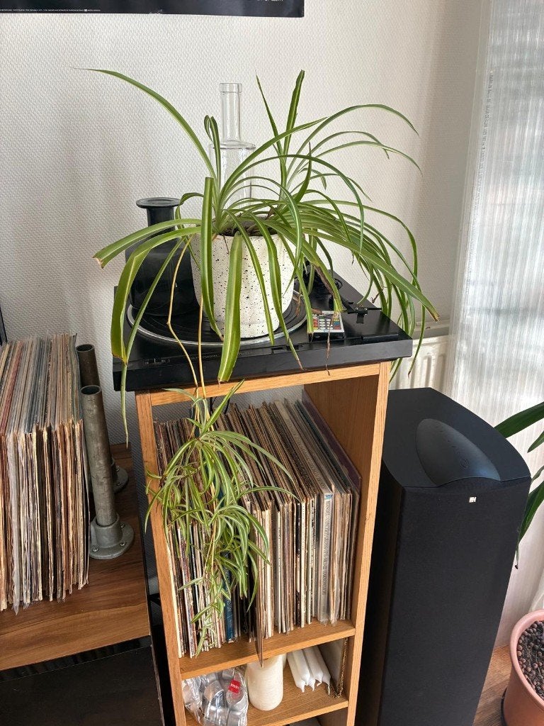 Middellange Hangplant in pot, Huis en Inrichting, Kamerplanten, Ophalen, Halfschaduw, In pot, Minder dan 100 cm
