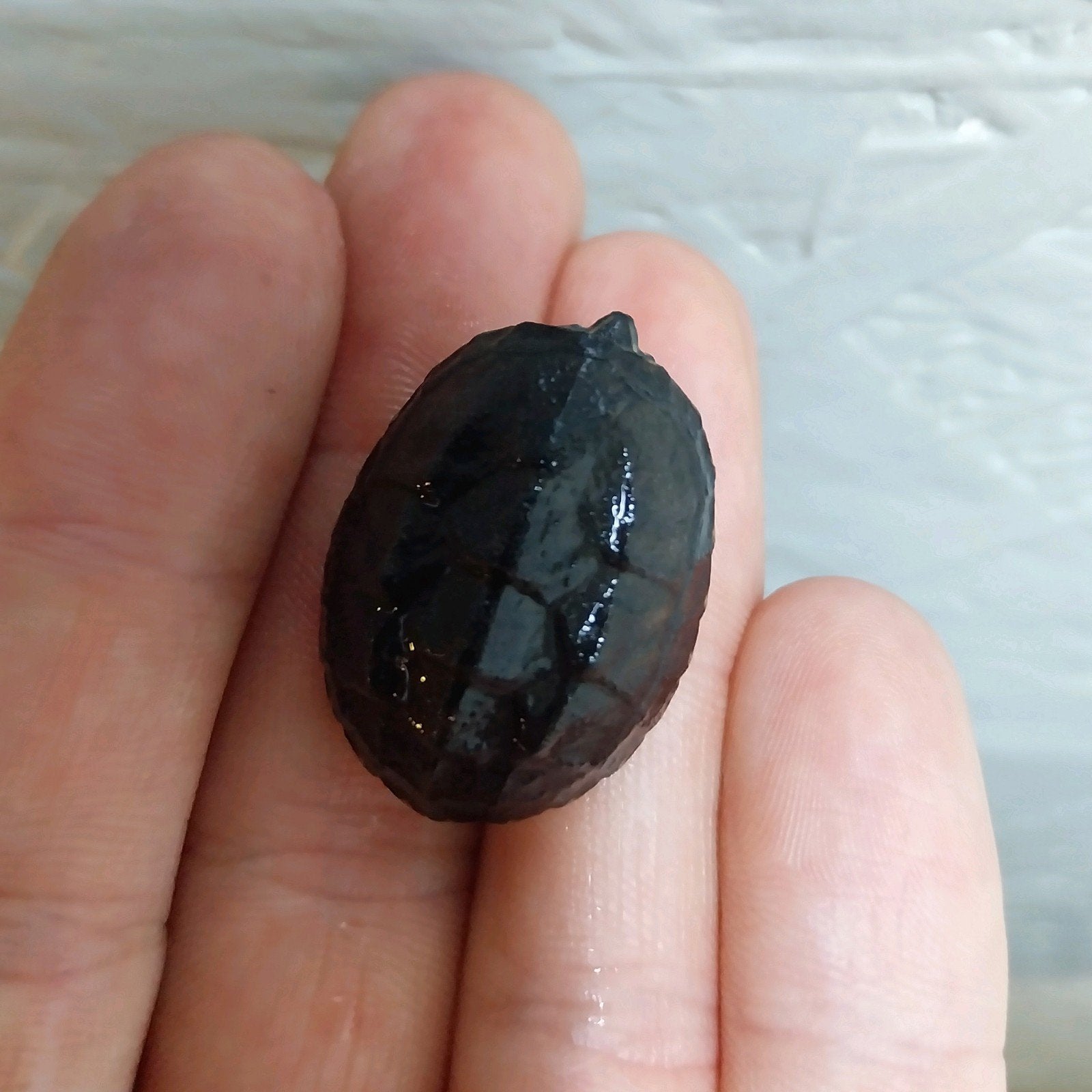 Klein blijvende waterschildpadden – Baby muskusschildpadden Turtle photo 2