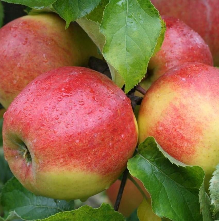 Fruitbomen, appel, peer & kers, Tuin en Terras, Planten | Fruitbomen, Ophalen, Lente, Overige soorten, In pot