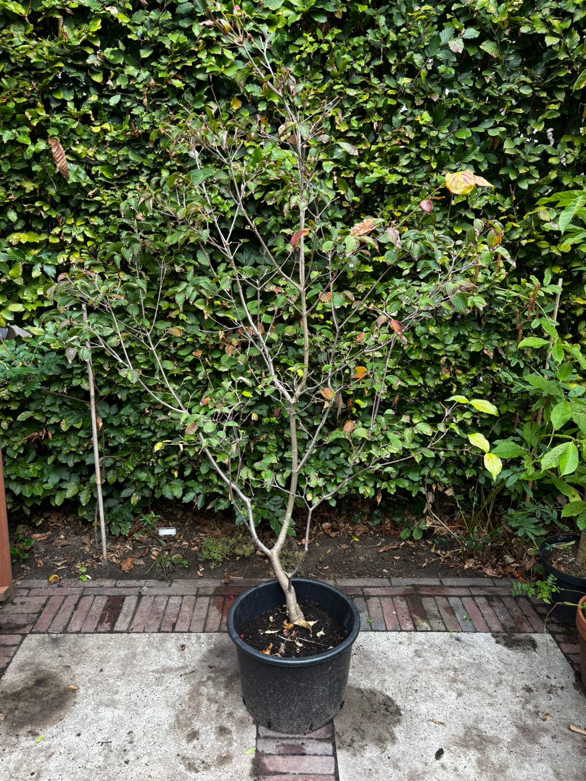 Cornus kousa ‘Satomi Compact’ - struikvorm, Ophalen, Overige soorten, Struik