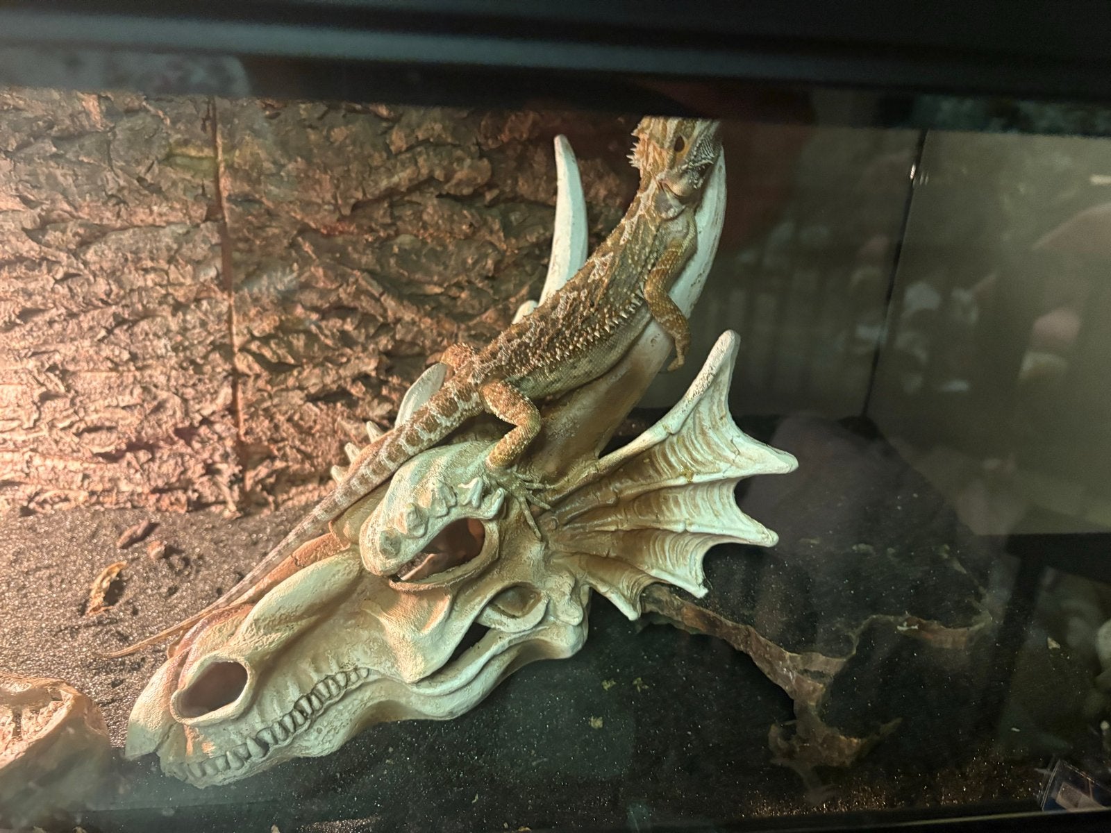 baardagaam (Pogona vitticeps Bearded Dragon photo 2