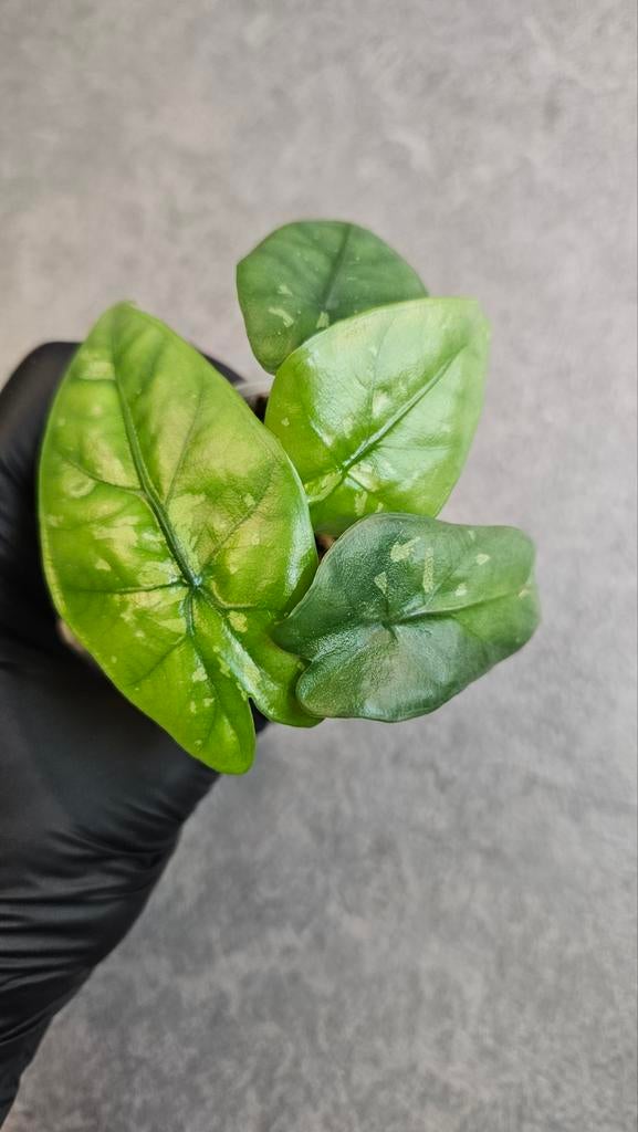 Alocasia Boyceana Shattered Glass, Ophalen of Verzenden, Halfschaduw, Minder dan 100 cm