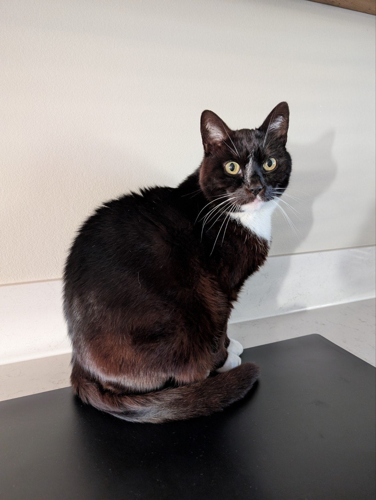 Lieve grote kater zoekt nieuw thuis, Kater, Kortharig, 6 jaar of ouder