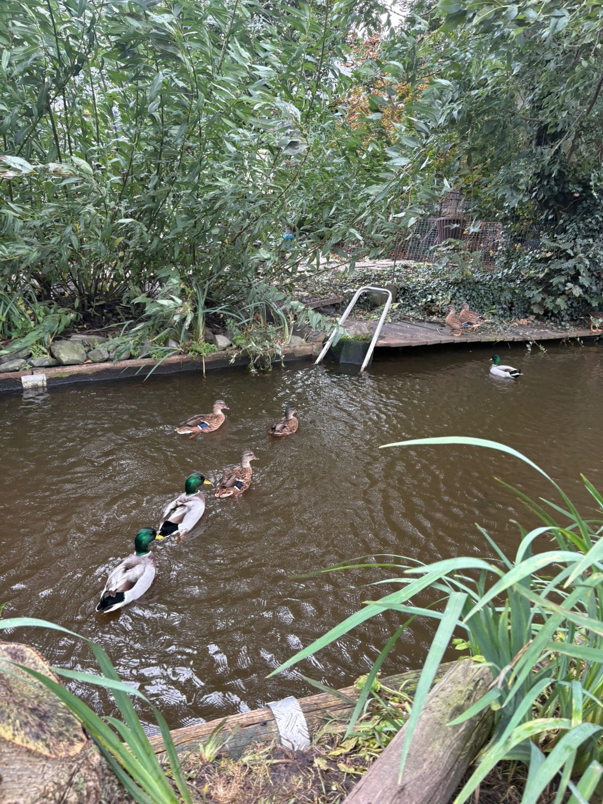 Kwakertjes, Dieren en Toebehoren, Meerdere dieren, Eend