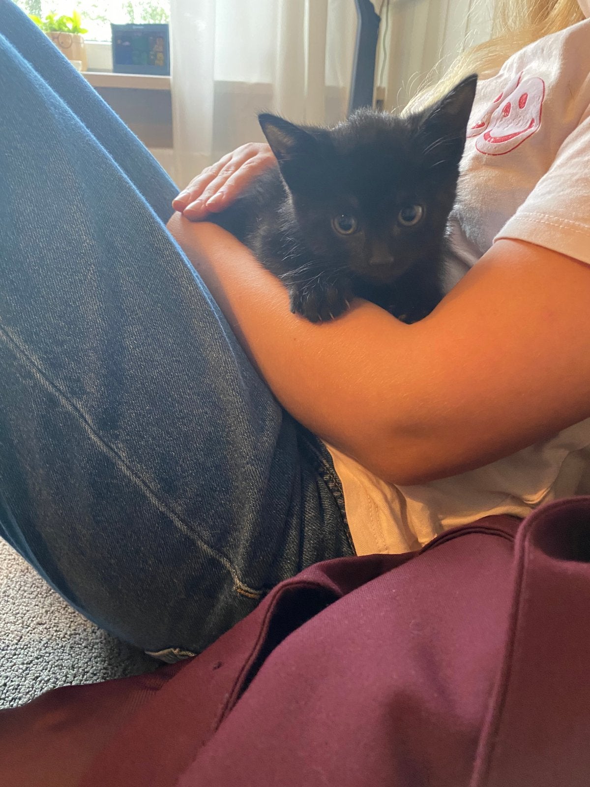 Super mooie kittens, Kater
