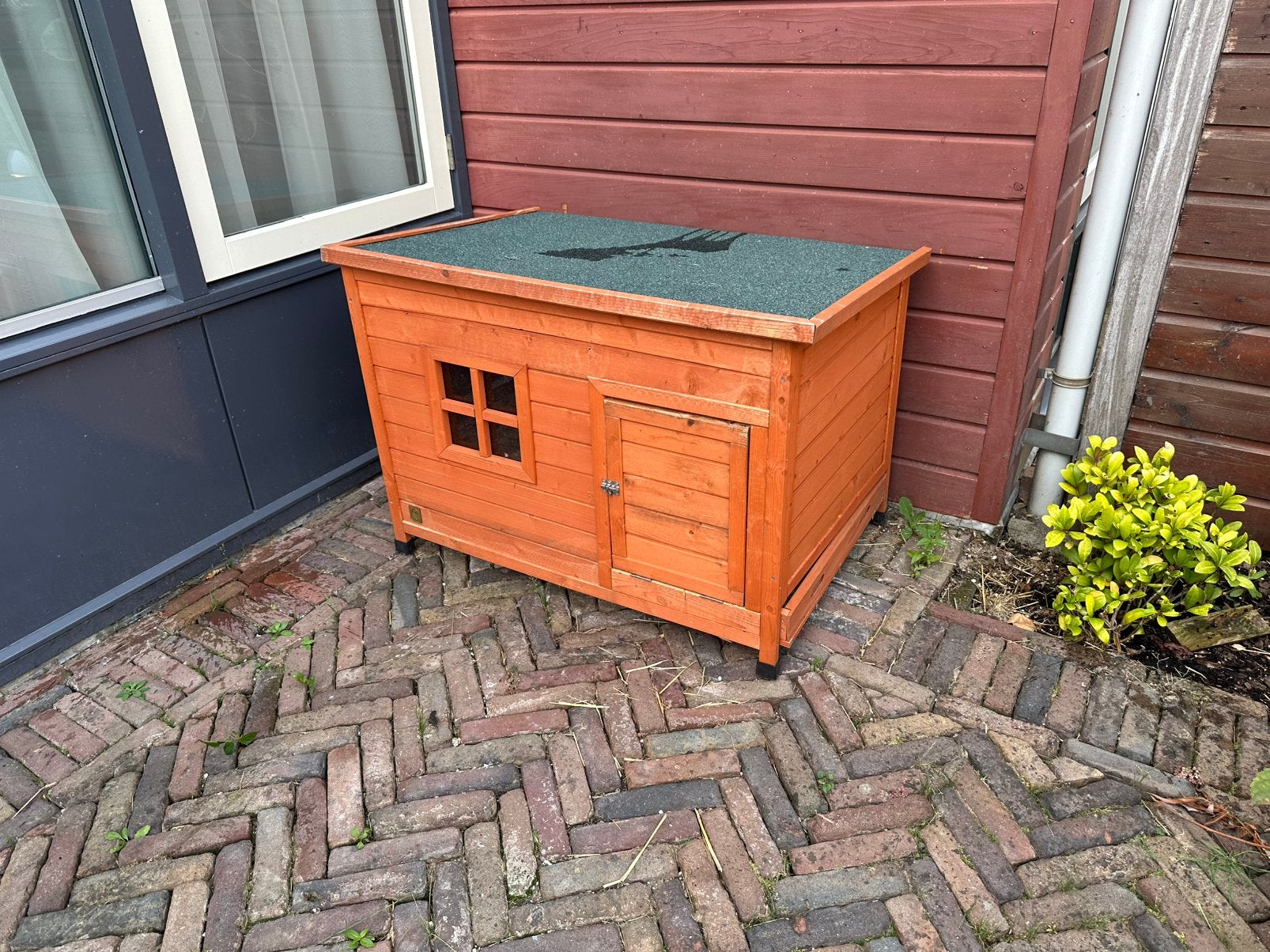 Hok ( voor vlaamse reus), Vrouwelijk, Groot