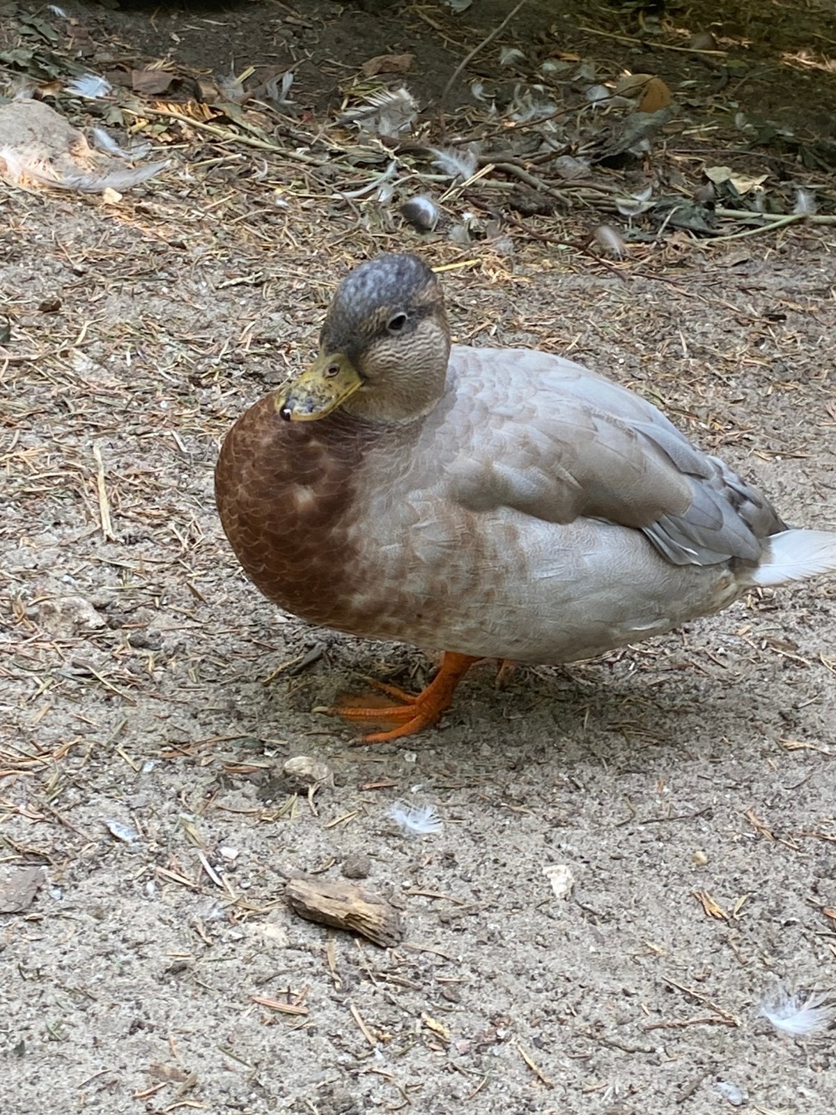 3 kwakers tekoop, Dieren en Toebehoren, Pluimvee, Eend, Meerdere dieren