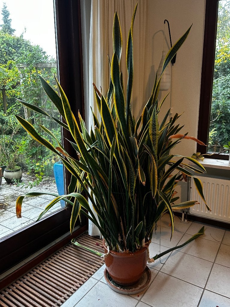 SANSEVERIA, Ophalen, Halfschaduw, In pot, 150 tot 200 cm