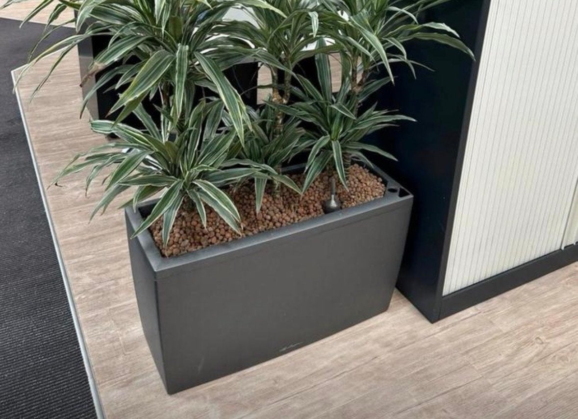 Hydrocultuur plant in Lechuza plantenbak, Overige soorten, In pot, Minder dan 100 cm, Groene kamerplant