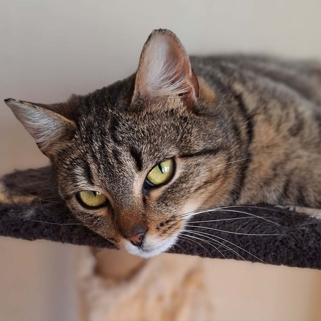 Een poes die je begrijpt: Charisma, Poes, Kortharig, 0 tot 2 jaar